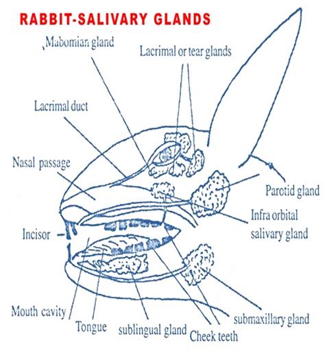 saliva bunny|Salivary Disorders in Small Animals .